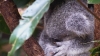 662_koala.jpg